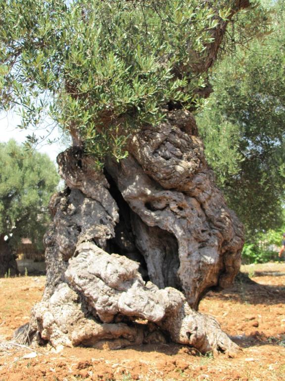 Antica Masseria Carparelli Guest House Ostuni Luaran gambar
