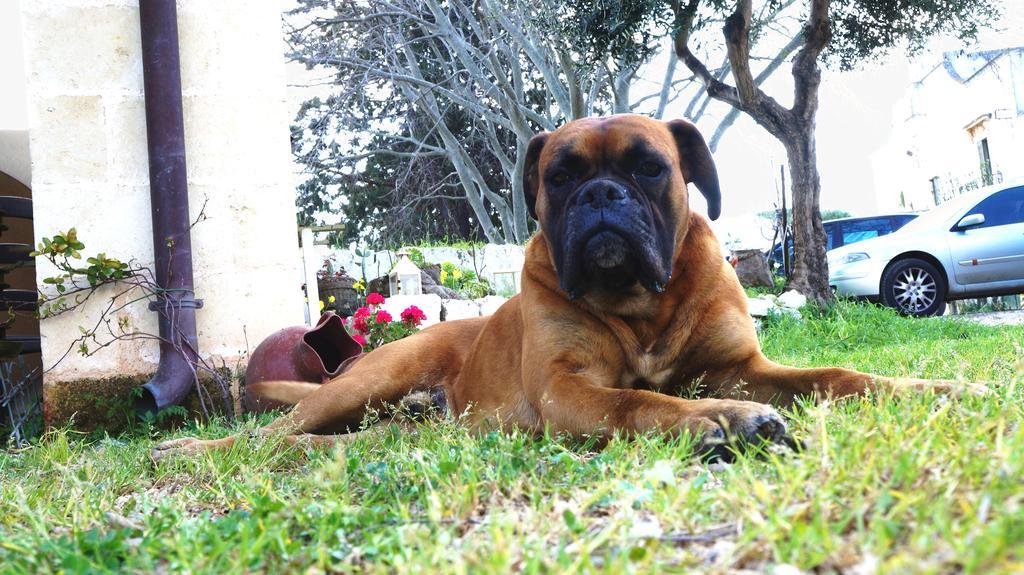 Antica Masseria Carparelli Guest House Ostuni Luaran gambar